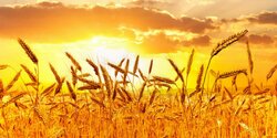 Кипрский урожай пшеницы под угрозой