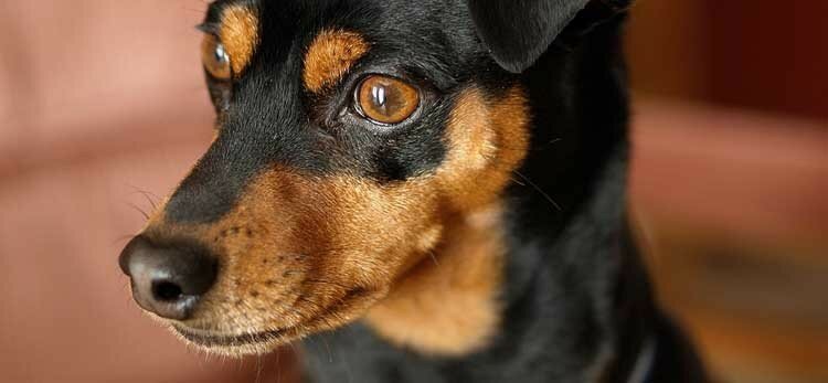 В Ларнаке пенсионер до смерти забил собаку