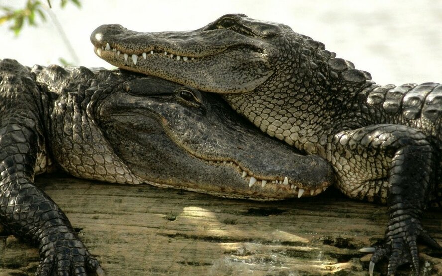 В Ларнаке построят парк крокодилов