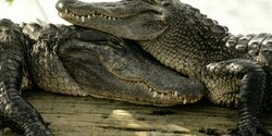 В Ларнаке построят парк крокодилов