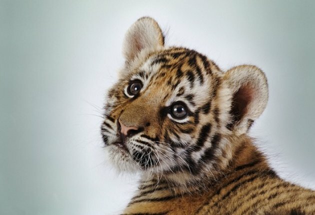 В нелегальном зоопарке Никосии умер тигр