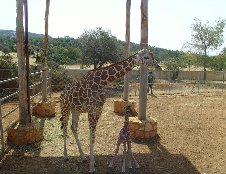 В зоопарке Пафоса впервые родился детёныш жирафа