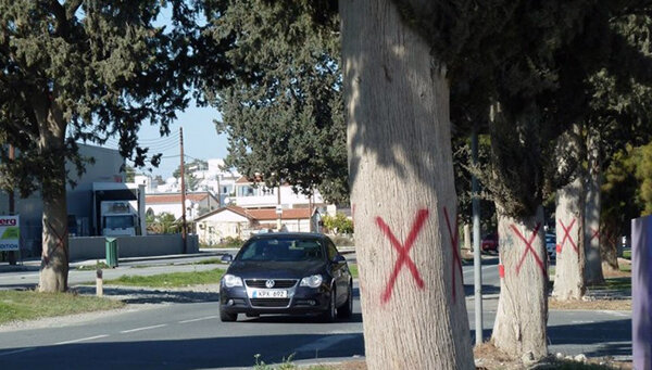 Вековые деревья Кипра под угрозой вырубки