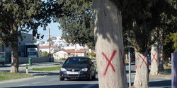 Вековые деревья Кипра под угрозой вырубки