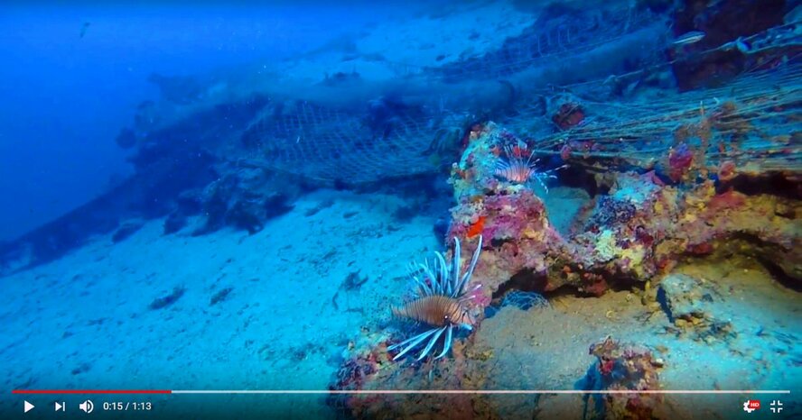 Ядовитые рыбы в водах Кипра (новое видео)