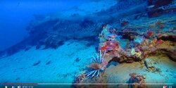 Ядовитые рыбы в водах Кипра (новое видео)