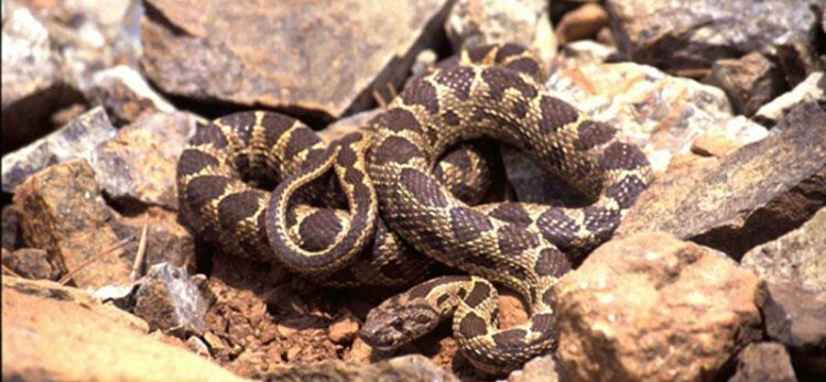 Ядовитые змеи в Пафосе