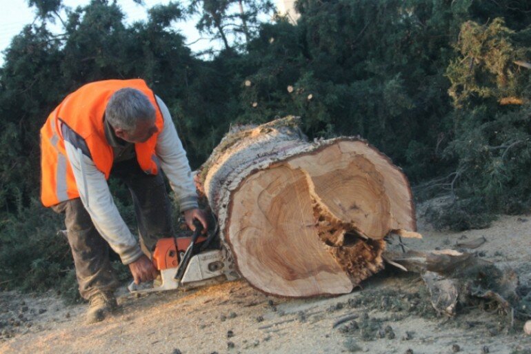 Жителям Ларнаки не удалось спасти вековые деревья
