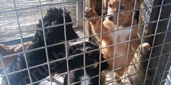 Приют для бездомных животных в Пафосе
