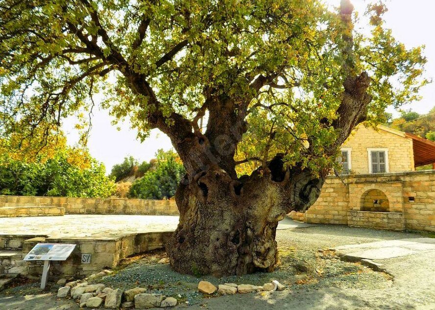 Самое древнее дерево на Кипре, ему 1,5 тыс. лет!