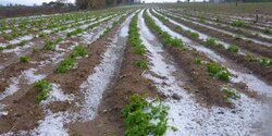 На Кипре из-за непогоды пострадали посевы картофеля