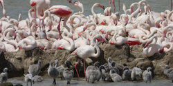 Перелетные фламинго вернулись на озеро Паралимни