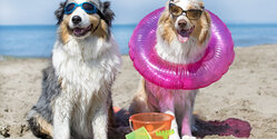 ТОП-7 пляжей для собак на Кипре