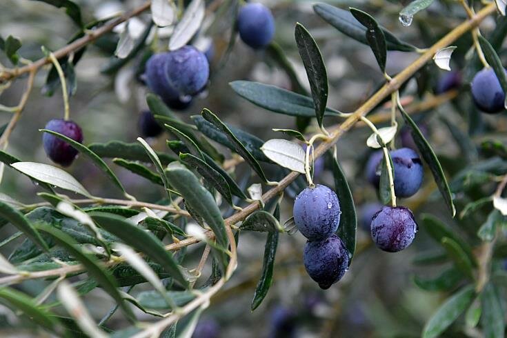 Кипр подарил Испании оливковое дерево