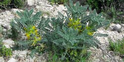 Лефкаренсис — краснокнижное растение на Кипре