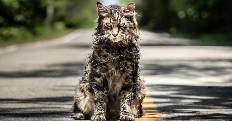 В Никосии кошки начали пожирать своих новорожденных котят! В Никосии кошки начали пожирать своих новорожденных котят!