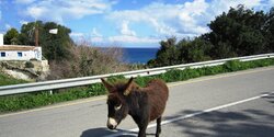 На Карпасе начали отлавливать диких ослов