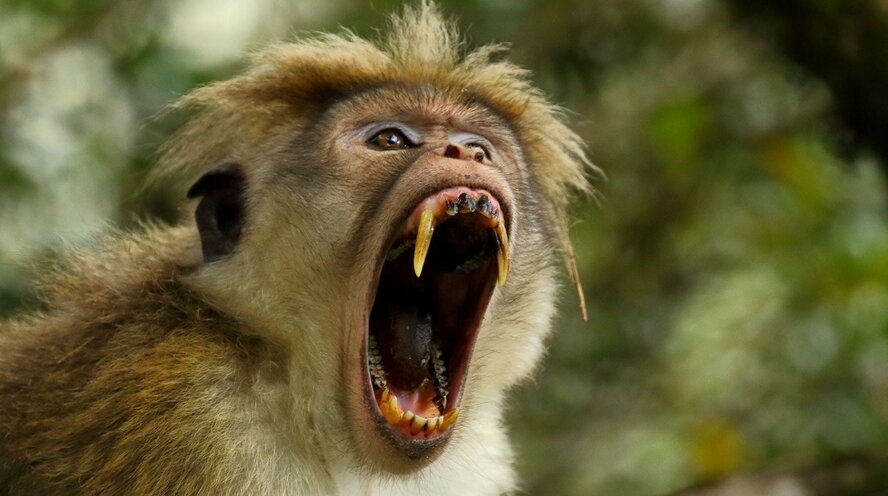 На Кипре выявлен пятый случай заболевания оспой обезьян