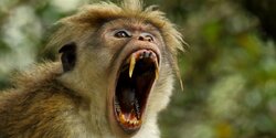 На Кипре выявлен пятый случай заболевания оспой обезьян