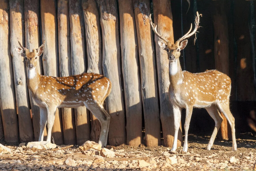 Владелец Melios Zoo обвинил Лесной департамент Кипра в бесконтрольной продаже сотен оленей