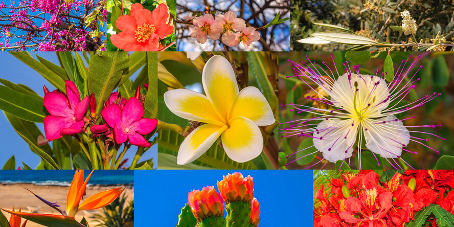Топ-10 самых красивых и удивительных растений Кипра 2020 года