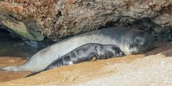 На Кипре растет популяция тюленей-монахов