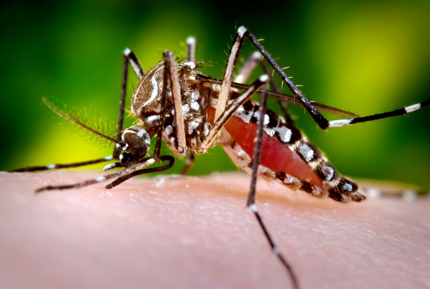 На Кипре запускают программу по борьбе с комарами вида Aedes aegypti На Кипре запускают программу по борьбе с комарами вида Aedes aegypti