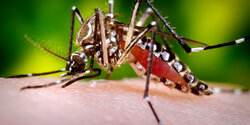 На Кипре запускают программу по борьбе с комарами вида Aedes aegypti