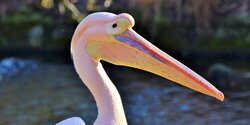 Умер розовый пеликан Кокос — звезда набережной Пафоса