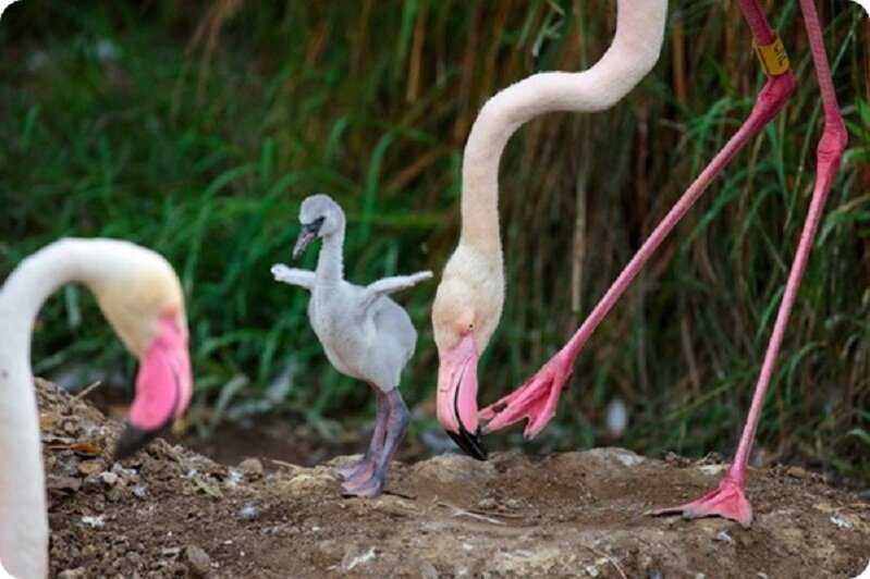 Радостная новость. В зоопарке Пафоса вылупились четыре фламинго