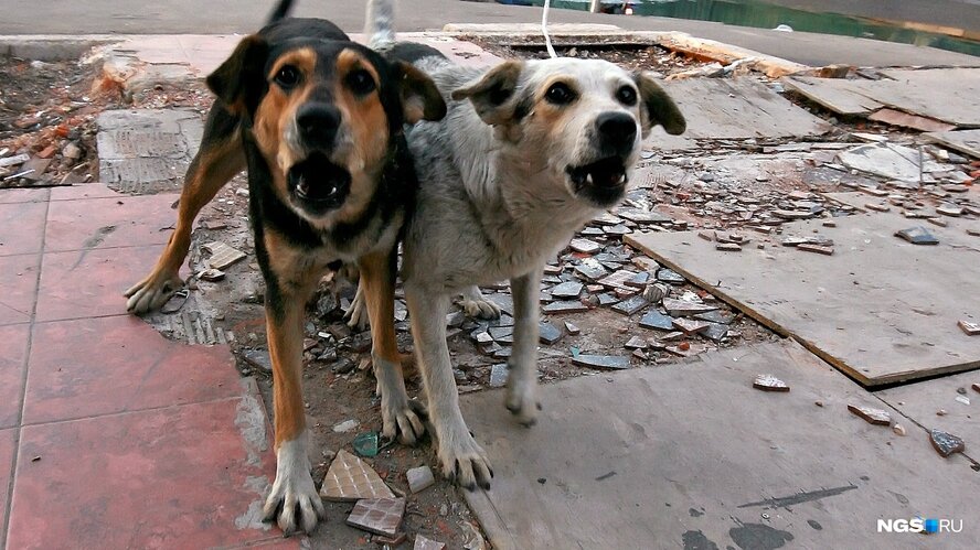 В Никосии стая бродячих собак уничтожила кошачью колонию
