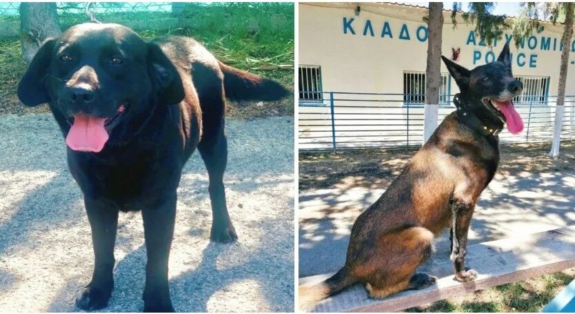 Две полицейские собаки с Кипра едут охранять Олимпийские игры в Париже! Две полицейские собаки с Кипра едут охранять Олимпийские игры в Париже!
