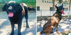 Две полицейские собаки с Кипра едут охранять Олимпийские игры в Париже!