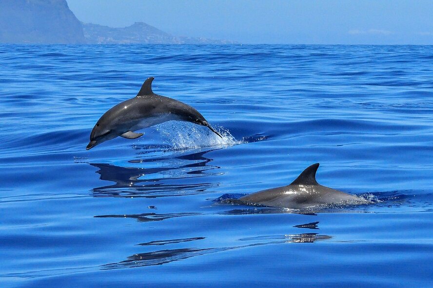 ​Море выбросило на берег в Лимассоле мертвого дельфиненка
