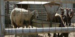 Кипр занимает первое место в ЕС по потреблению антибиотиков животными