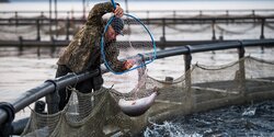 Евростат: Кипр занимает 19-е место по производству аквакультур в ЕС