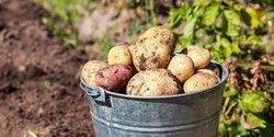 Кипр оказался на последней строчке в ЕС по количеству выращенного картофеля в 2020 году