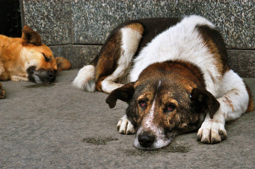 В июле и августе на Кипре зарегистрировано рекордное количество бездомных животных