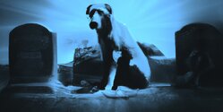 В Ларнаке нашли огромный могильник собак