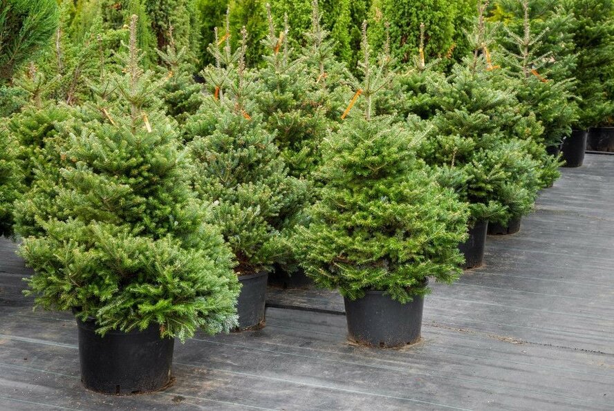 Продажа рождественских ёлок от Департамента лесного хозяйства Кипра начинается 26 ноября