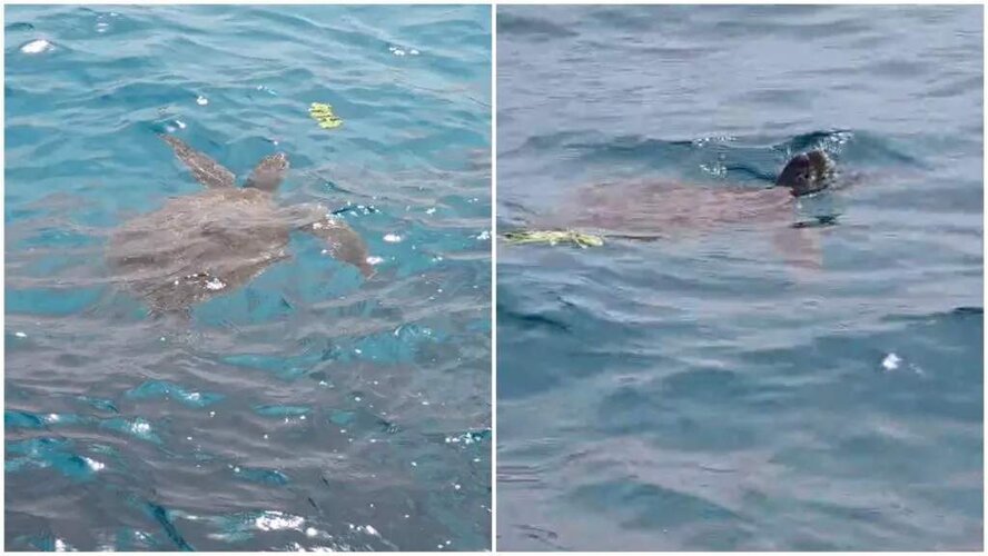 У пляжа Коннос в Протарасе обнаружили морскую черепаху в разгар сезона гнездования