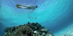 Новый риф для дайвинга и сноркелинга в Ороклини назвали в честь морской богини