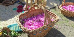 В деревне Агрос продет фестиваль роз