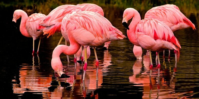 На Кипр прилетели первые фламинго