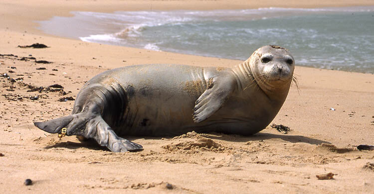 Новая рыбацкая гавань в Пентакомо угрожает исчезающему средиземноморскому тюленю-монаху
