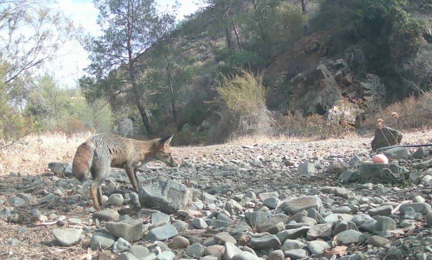 На Кипре в объектив камеры попала драка между лисой и гадюкой