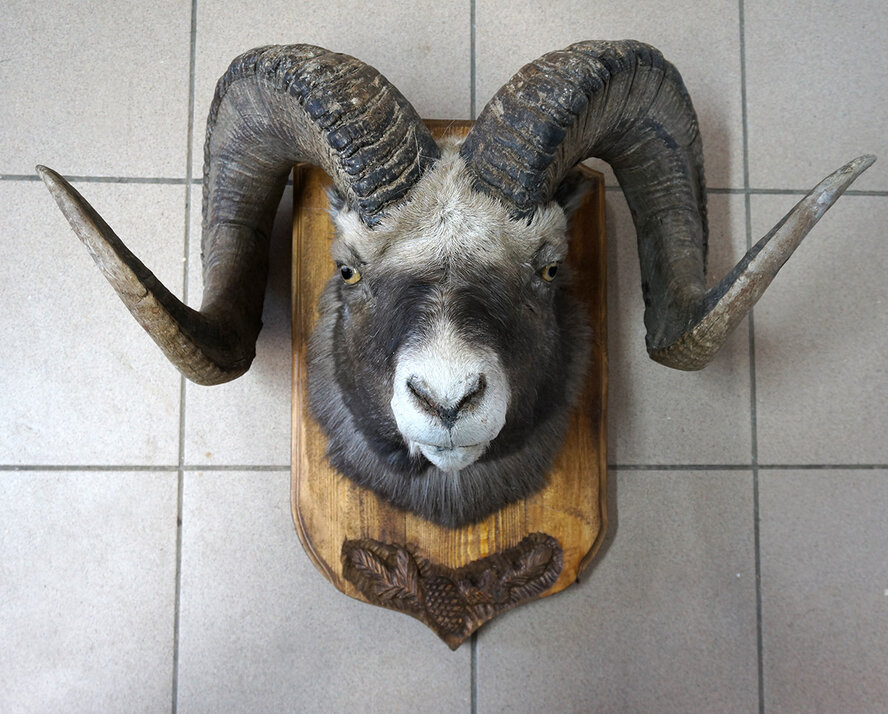 В одном из домов Пафоса обнаружены рога муфлона