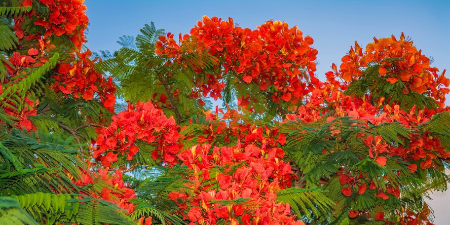 Делоникс королевский — прекасное цветущее дерево на Кипре