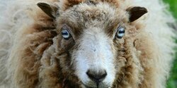 65-летний мужчина приговорен к 9 месяцам тюремного заключения за изнасилование овец