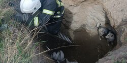 Пожарная служба Кипра спасла собаку, упавшую в яму глубиной 12 метров